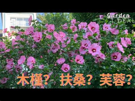 芙蓉擺放位置|芙蓉種植風水：農曆何日最吉祥？